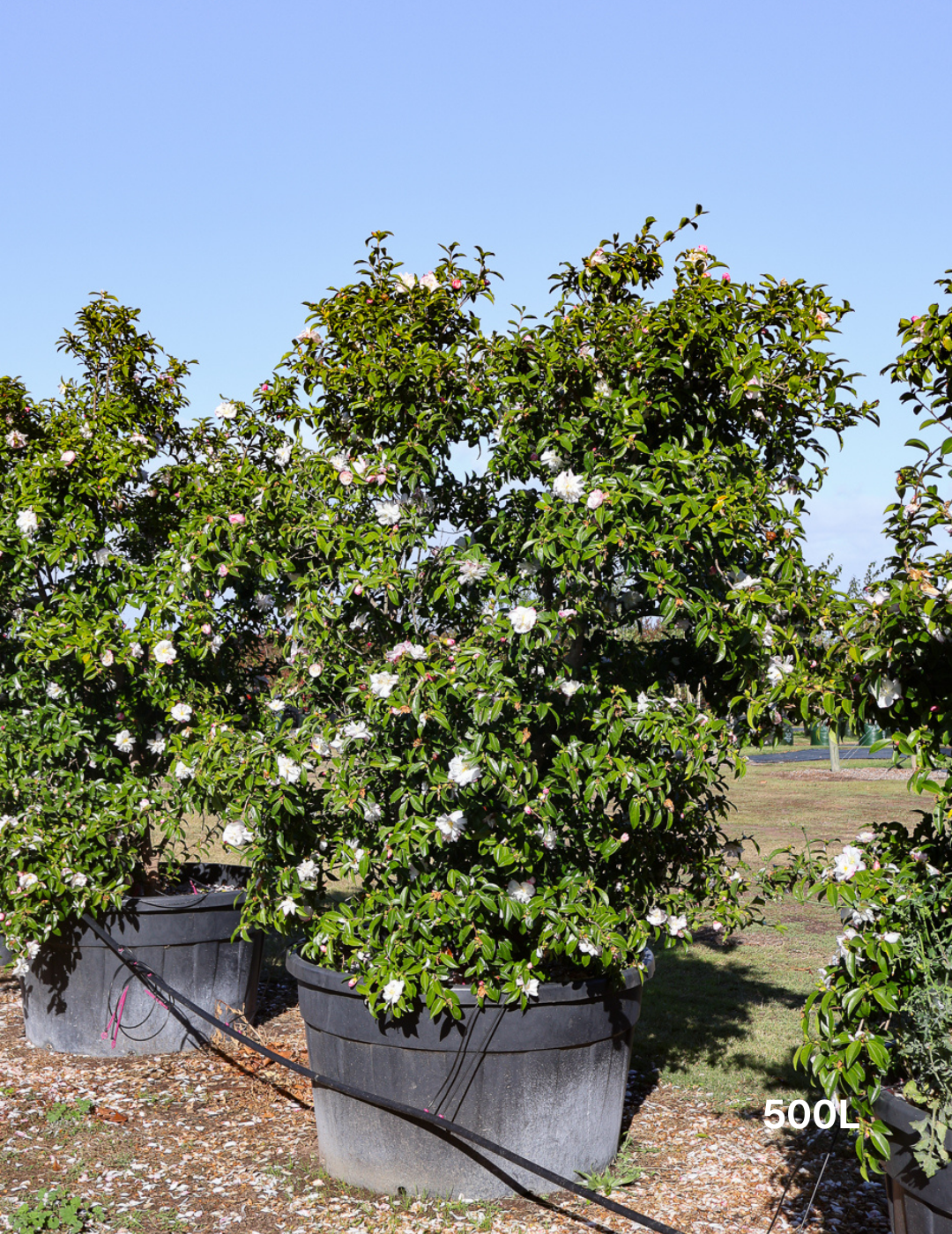 Camellia sasanqua 'Setsugekka' - Evergreen Trees Direct