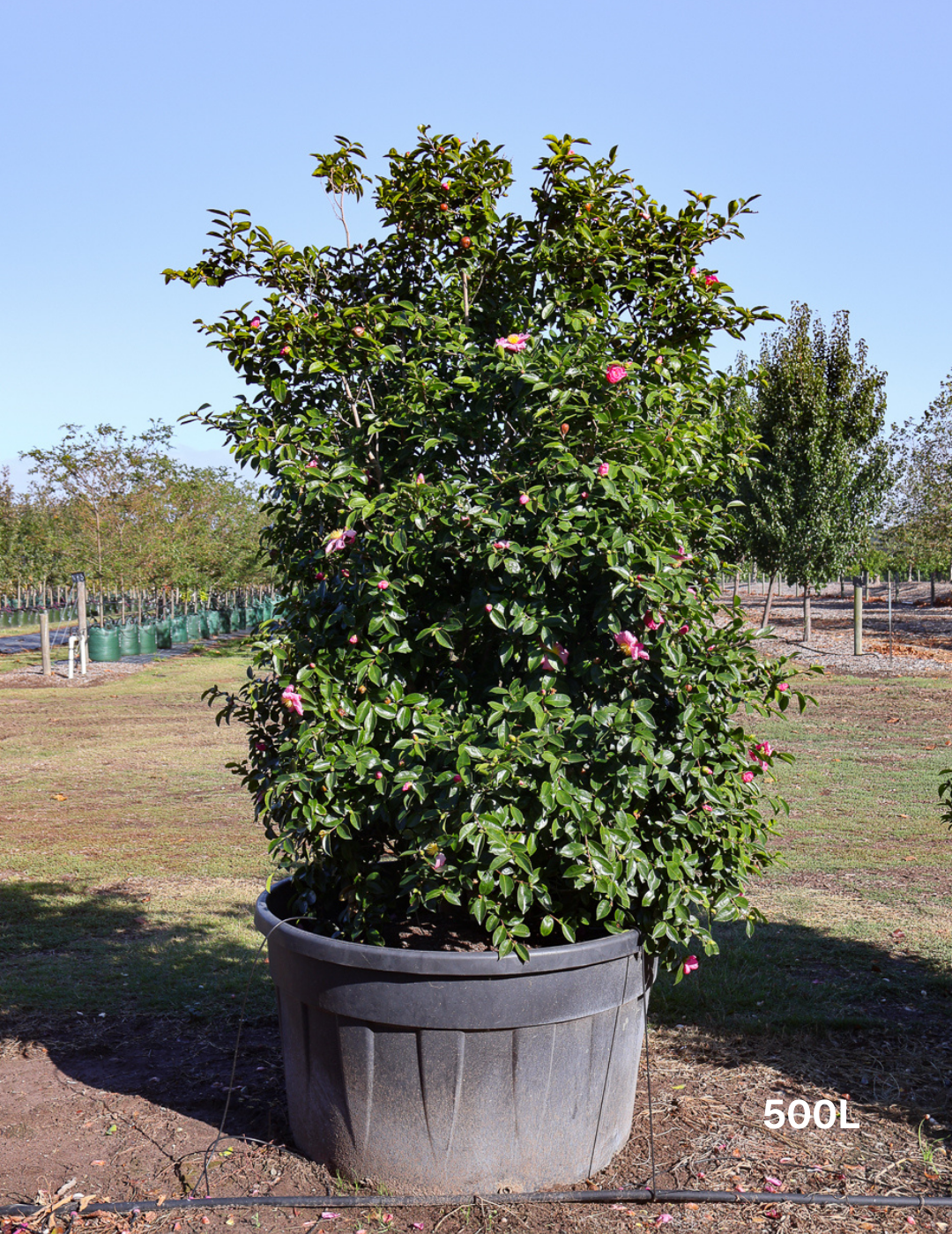 Camellia sasanqua 'Setsugekka' - Evergreen Trees Direct