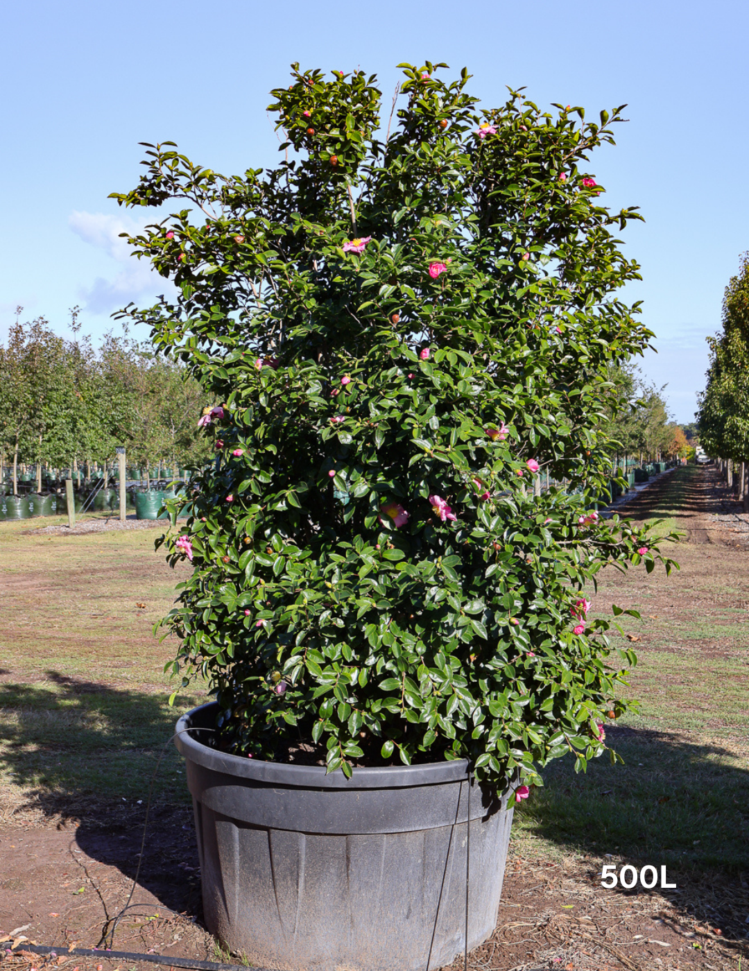 Camellia sasanqua 'Setsugekka' - Evergreen Trees Direct