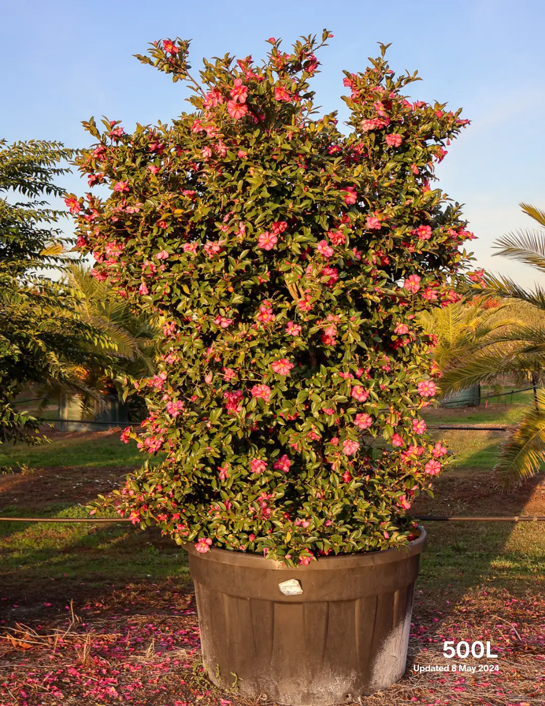 Camellia hiemalis 'Hiryu' - Pink Camellia - Evergreen Trees Direct