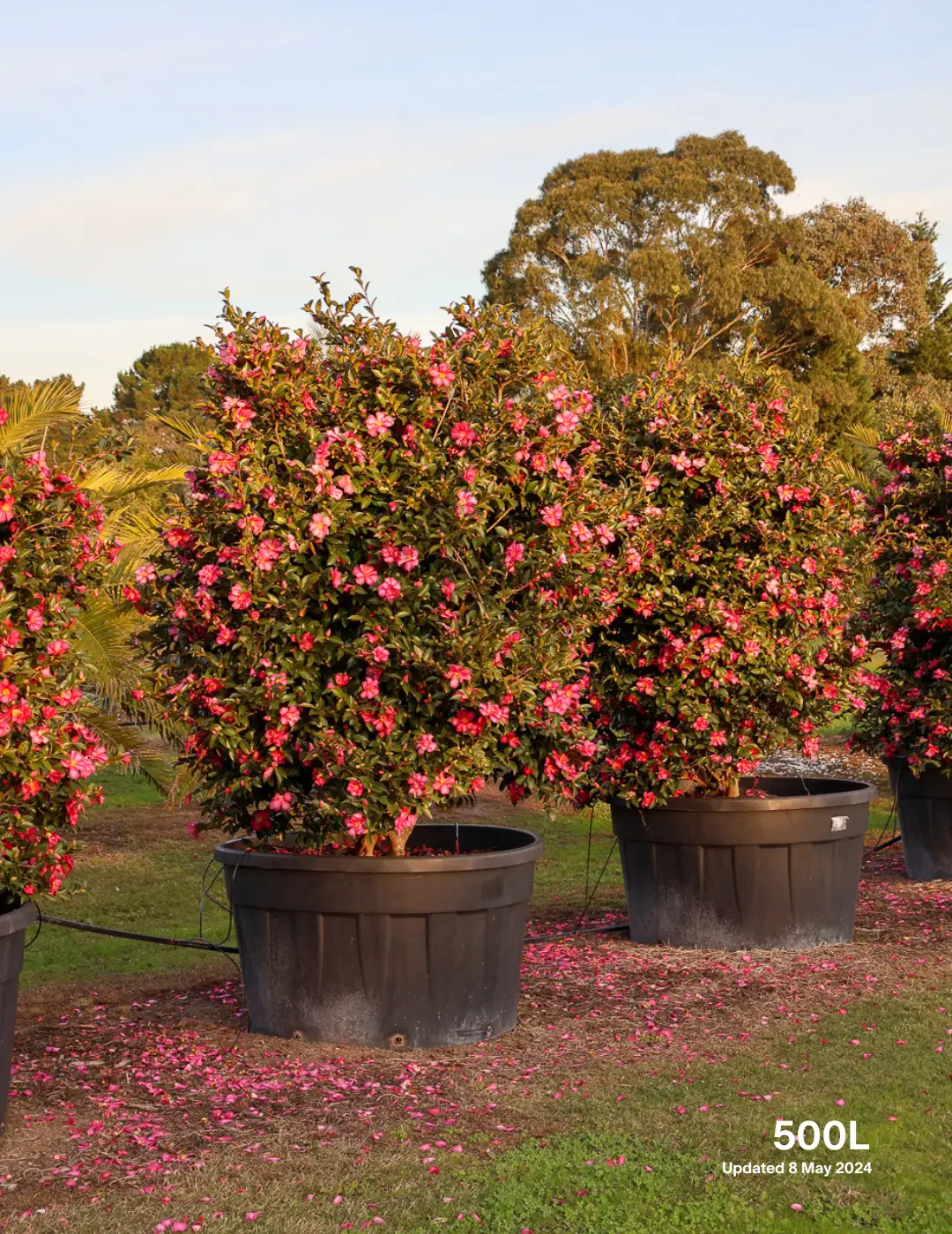 Camellia hiemalis 'Hiryu' - Pink Camellia - Evergreen Trees Direct