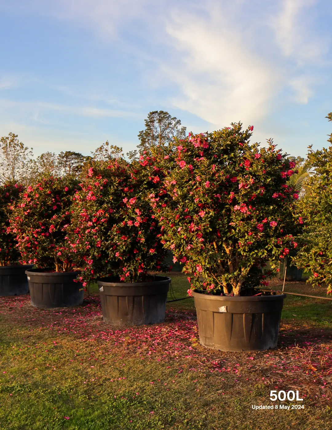 Camellia hiemalis 'Hiryu' - Pink Camellia - Evergreen Trees Direct