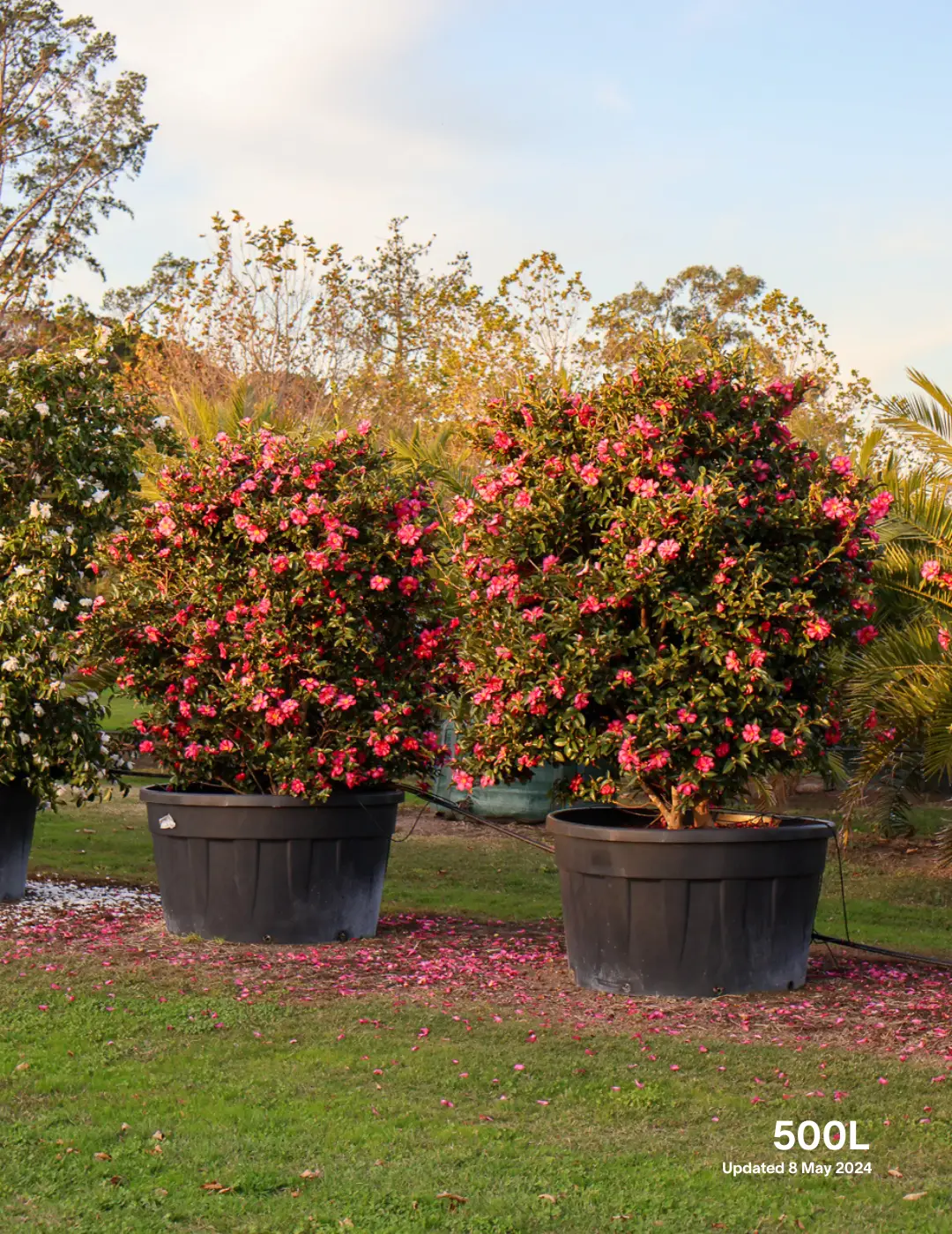 Camellia hiemalis 'Hiryu' - Pink Camellia - Evergreen Trees Direct