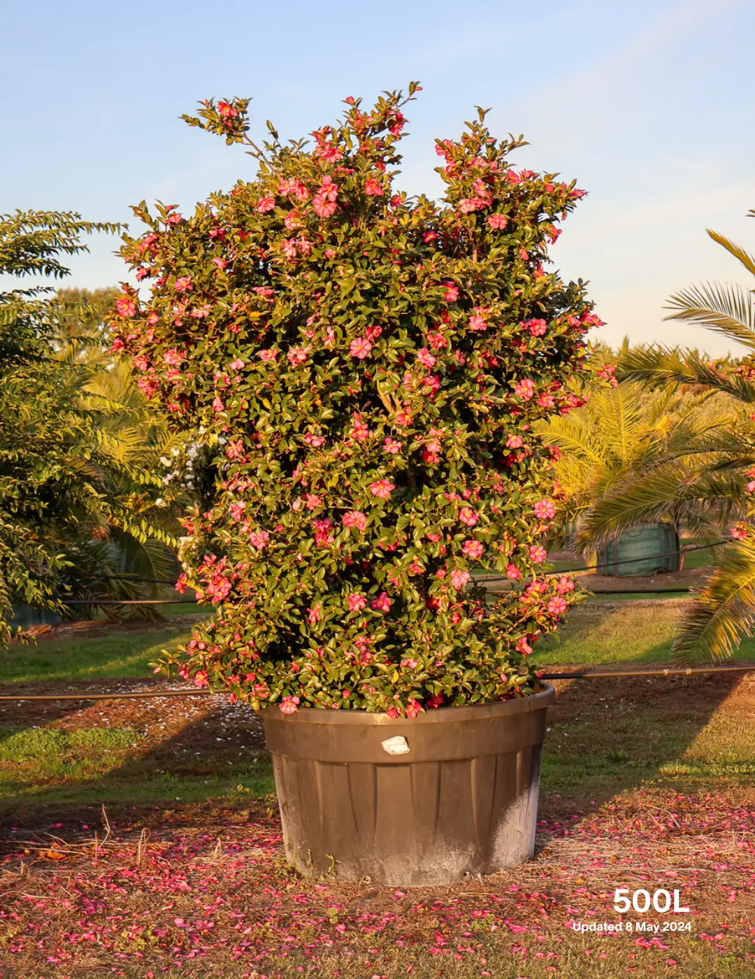 Camellia hiemalis 'Hiryu' - Pink Camellia - Evergreen Trees Direct