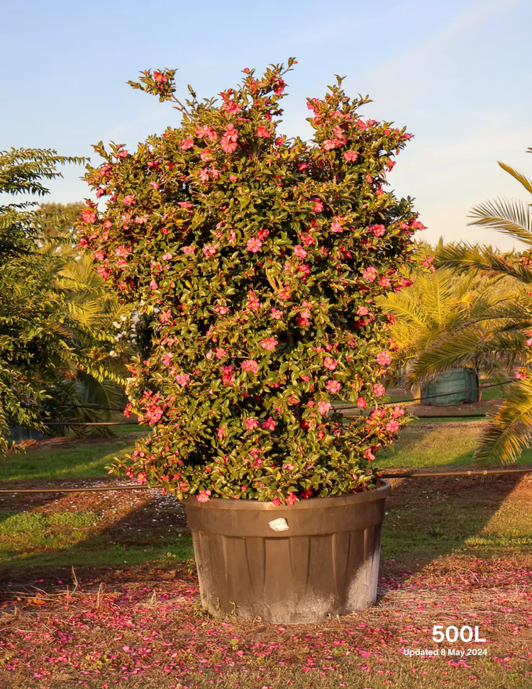 Camellia hiemalis 'Hiryu' - Pink Camellia