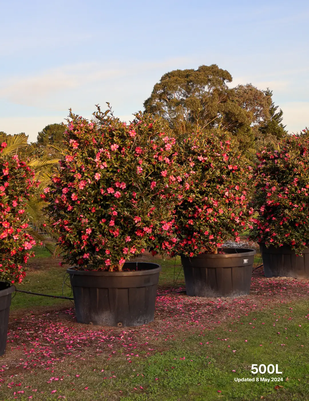 Camellia hiemalis 'Hiryu' - Pink Camellia - Evergreen Trees Direct