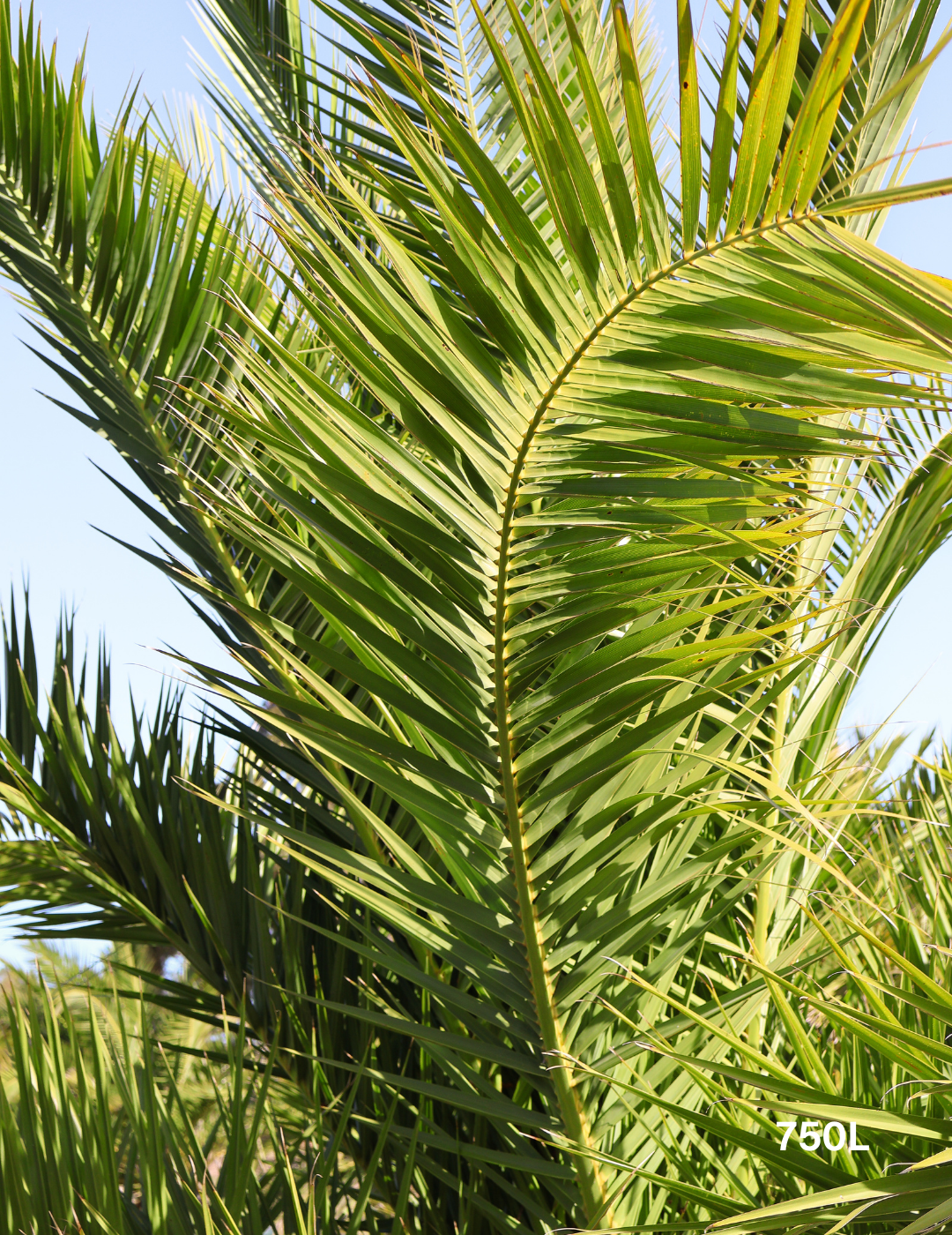 Canary Island Date Palm (Phoenix canariensis) - Evergreen Trees Direct