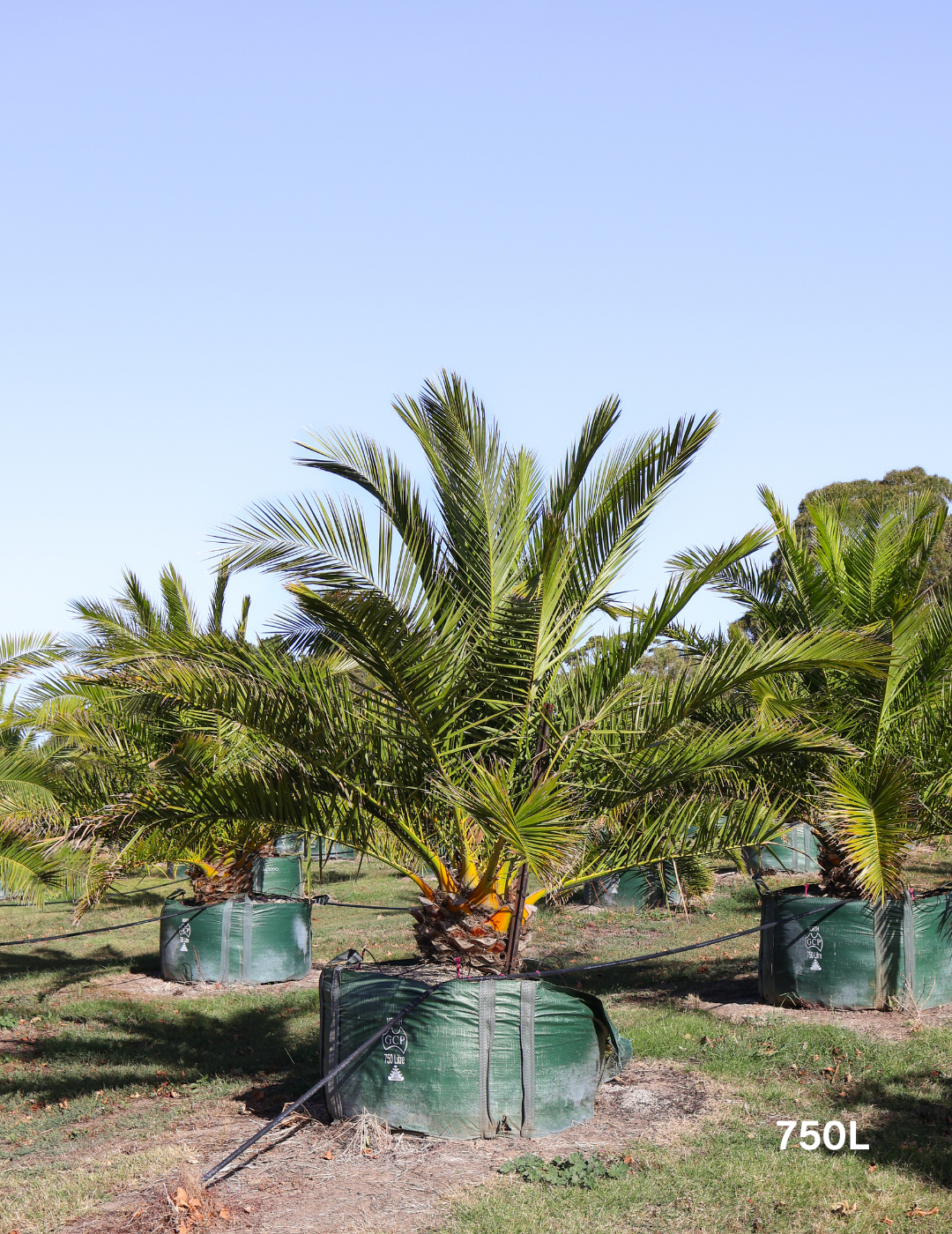 Canary Island Date Palm (Phoenix canariensis) - Evergreen Trees Direct