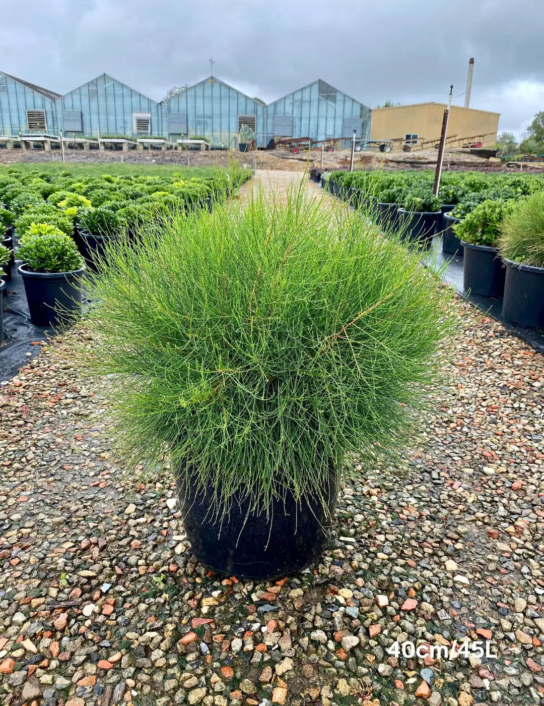 Casuarina 'Green Waves' - Evergreen Trees Direct