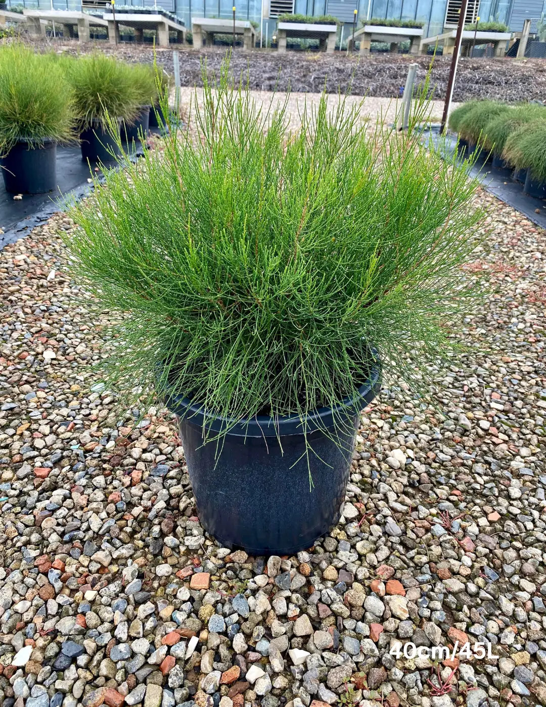 Casuarina 'Green Waves' - Evergreen Trees Direct