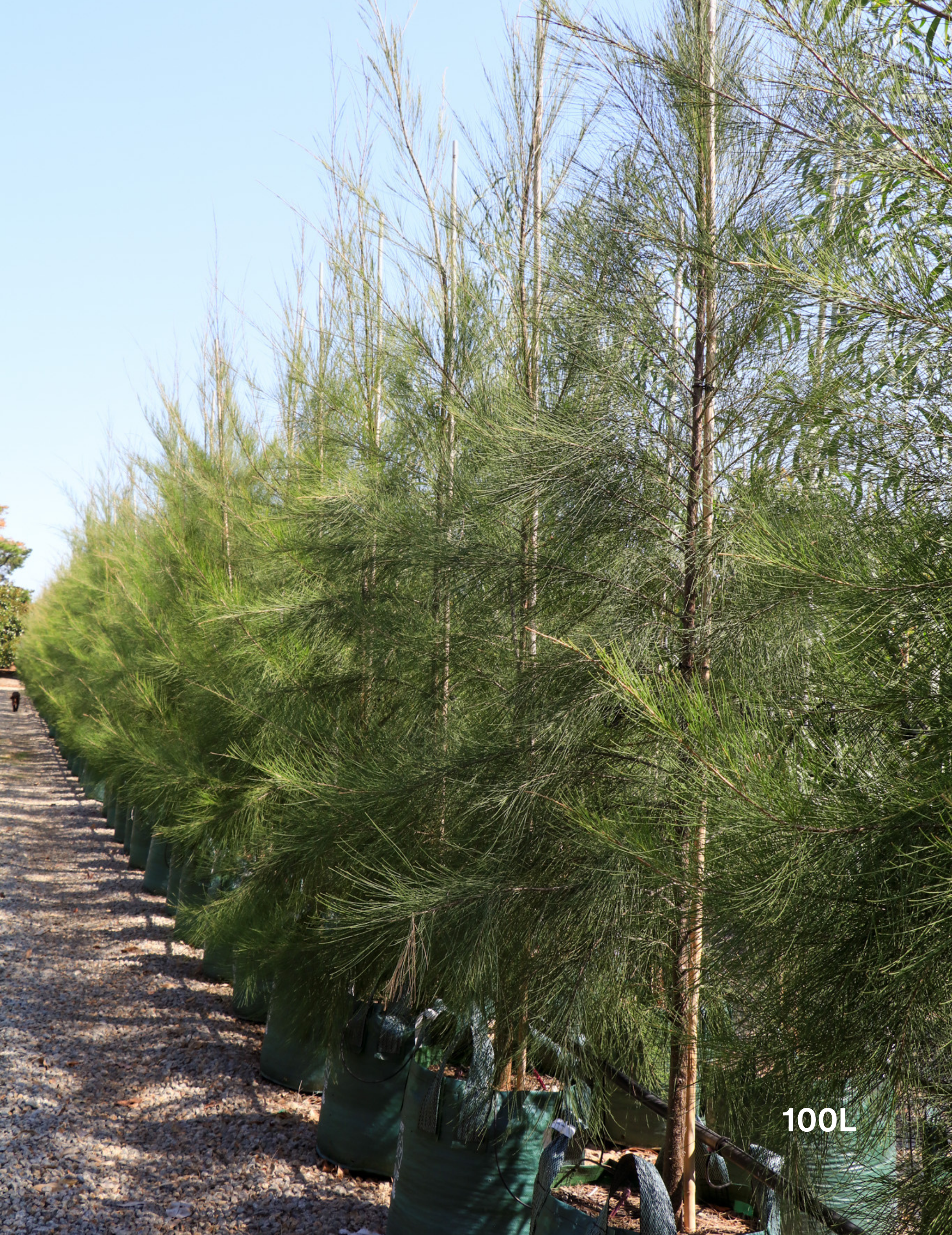 Casuarina cunninghamiana - River Sheoak