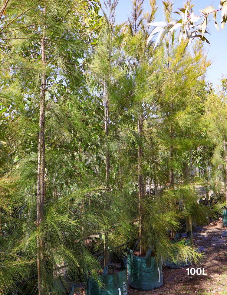 Casuarina cunninghamiana