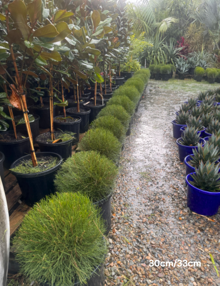 Casuarina 'Green Waves'