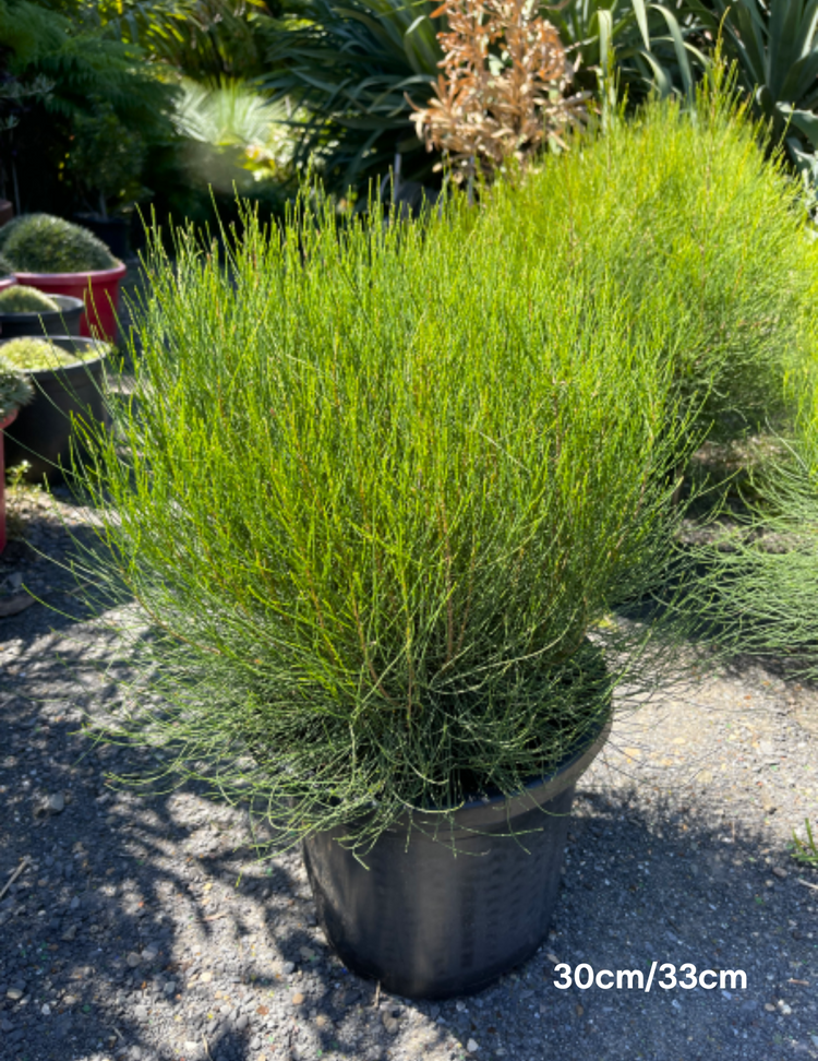 Casuarina 'Green Waves'