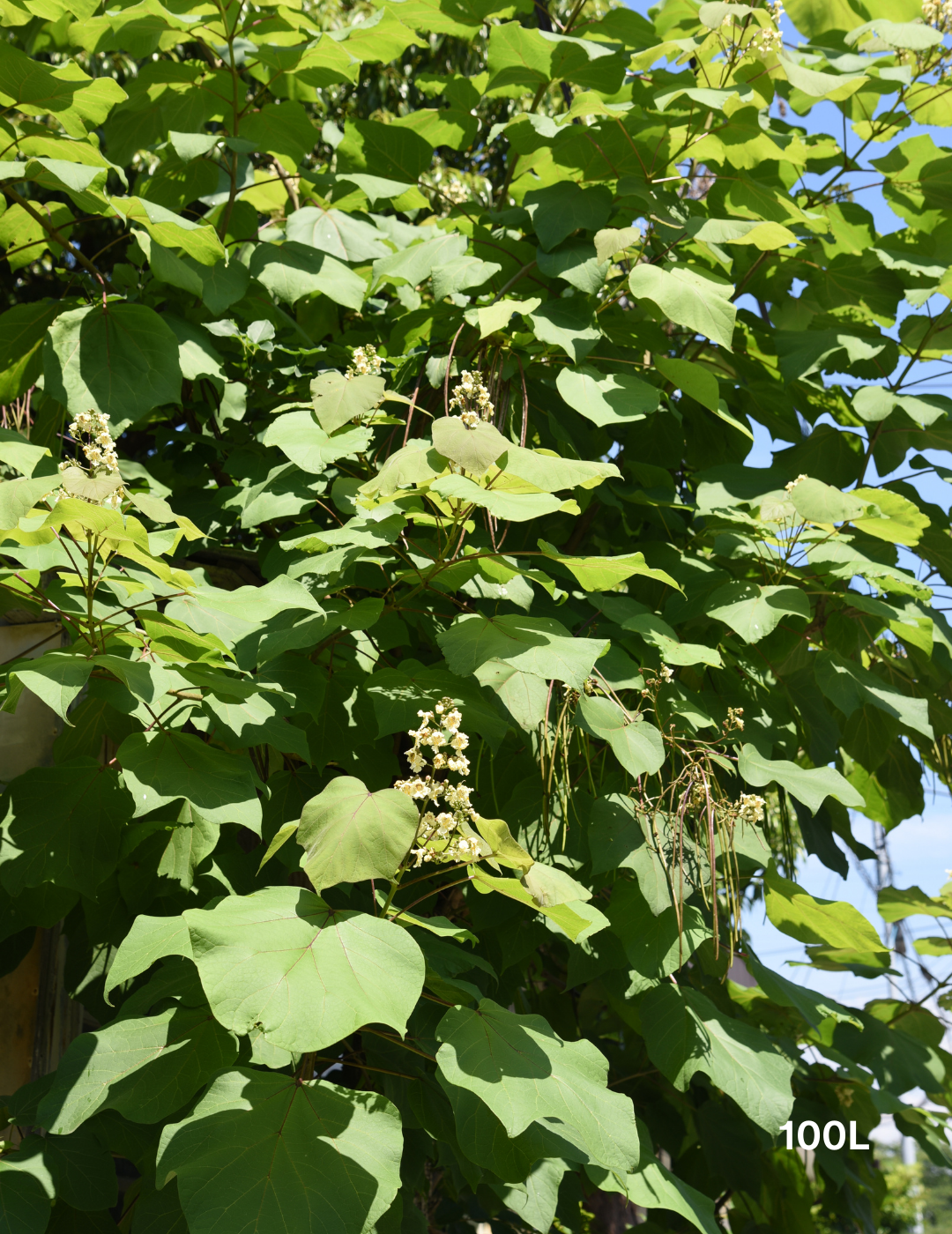 Catalpa Bignoides - Evergreen Trees Direct