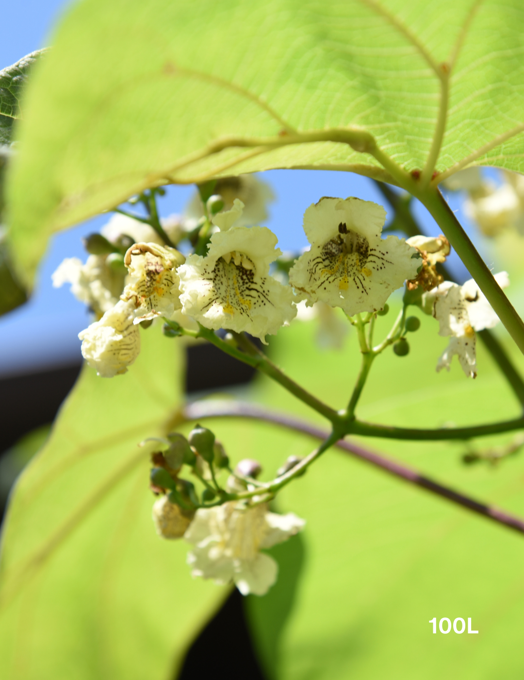 Catalpa Bignoides - Evergreen Trees Direct