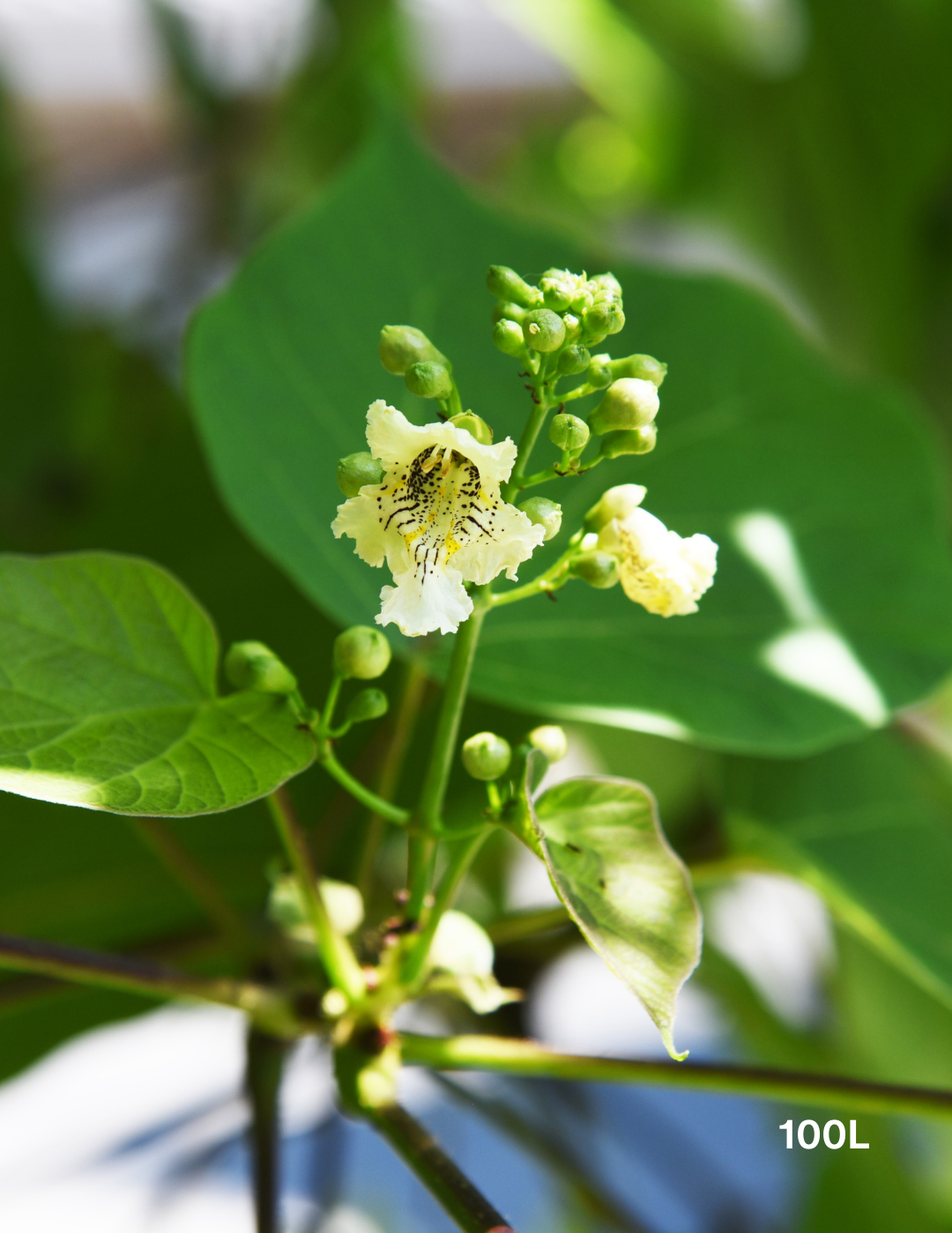 Catalpa Bignoides - Evergreen Trees Direct