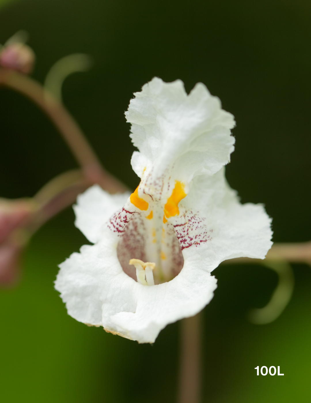 Catalpa Bignoides - Evergreen Trees Direct