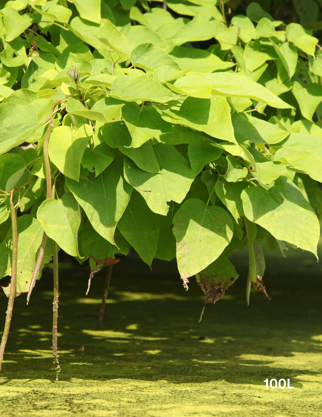 Catalpa Bignoides - Evergreen Trees Direct