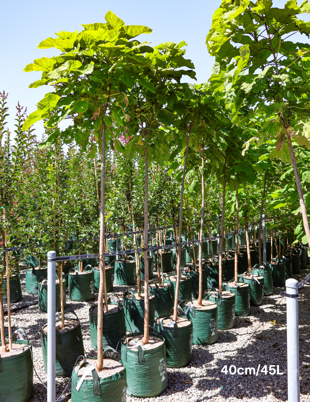 Catalpa Bignoides - Evergreen Trees Direct