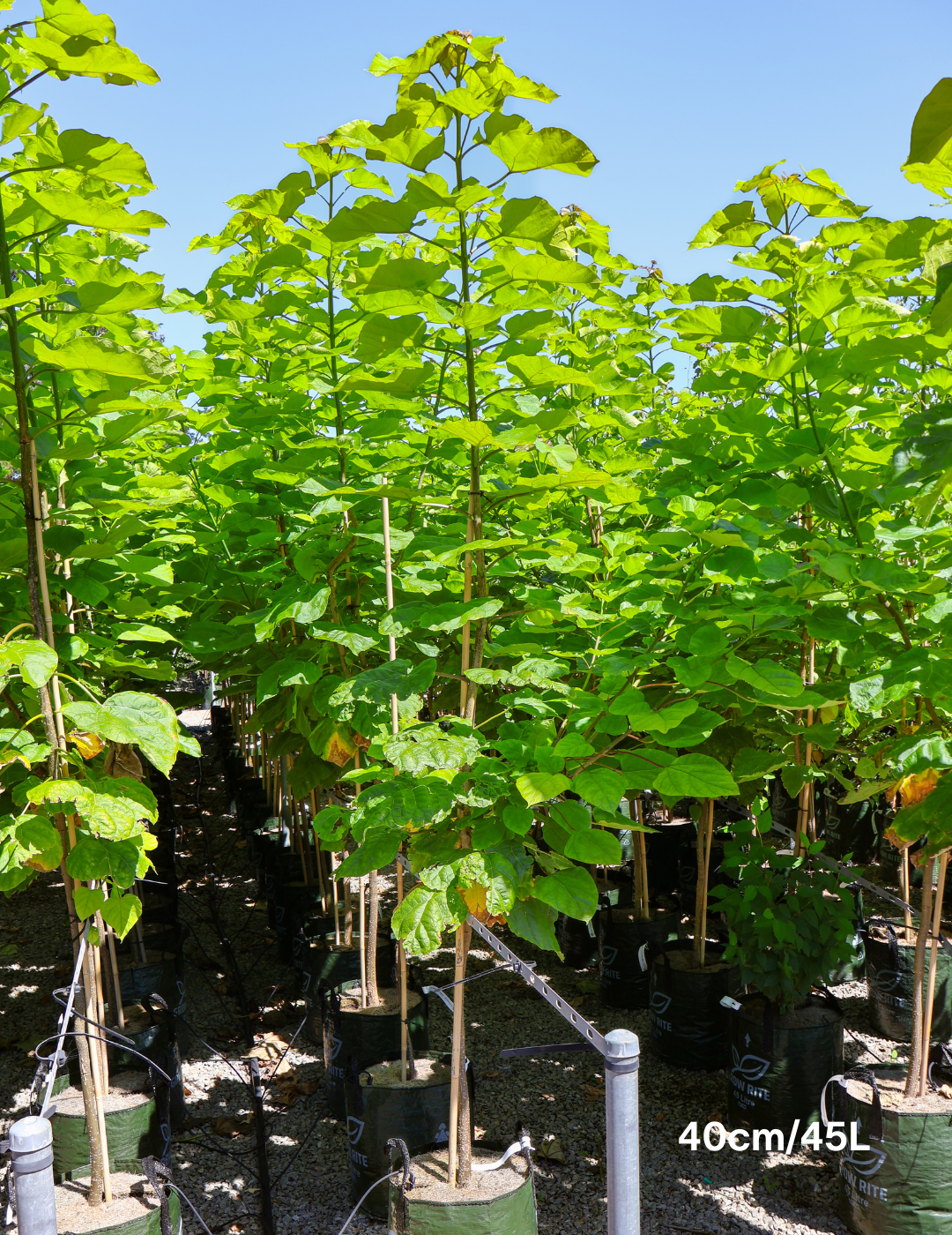 Catalpa Bignoides - Evergreen Trees Direct