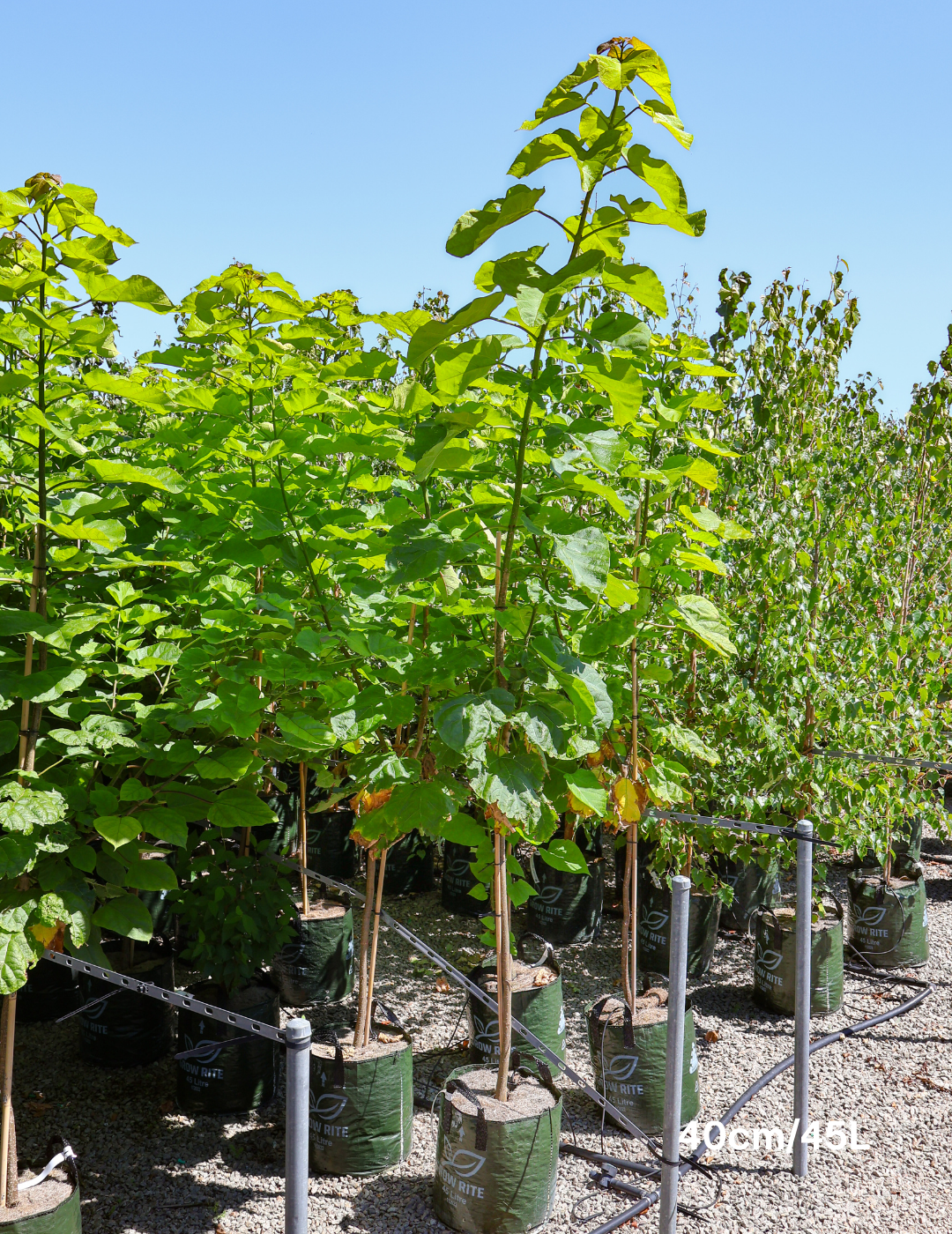 Catalpa Bignoides - Evergreen Trees Direct