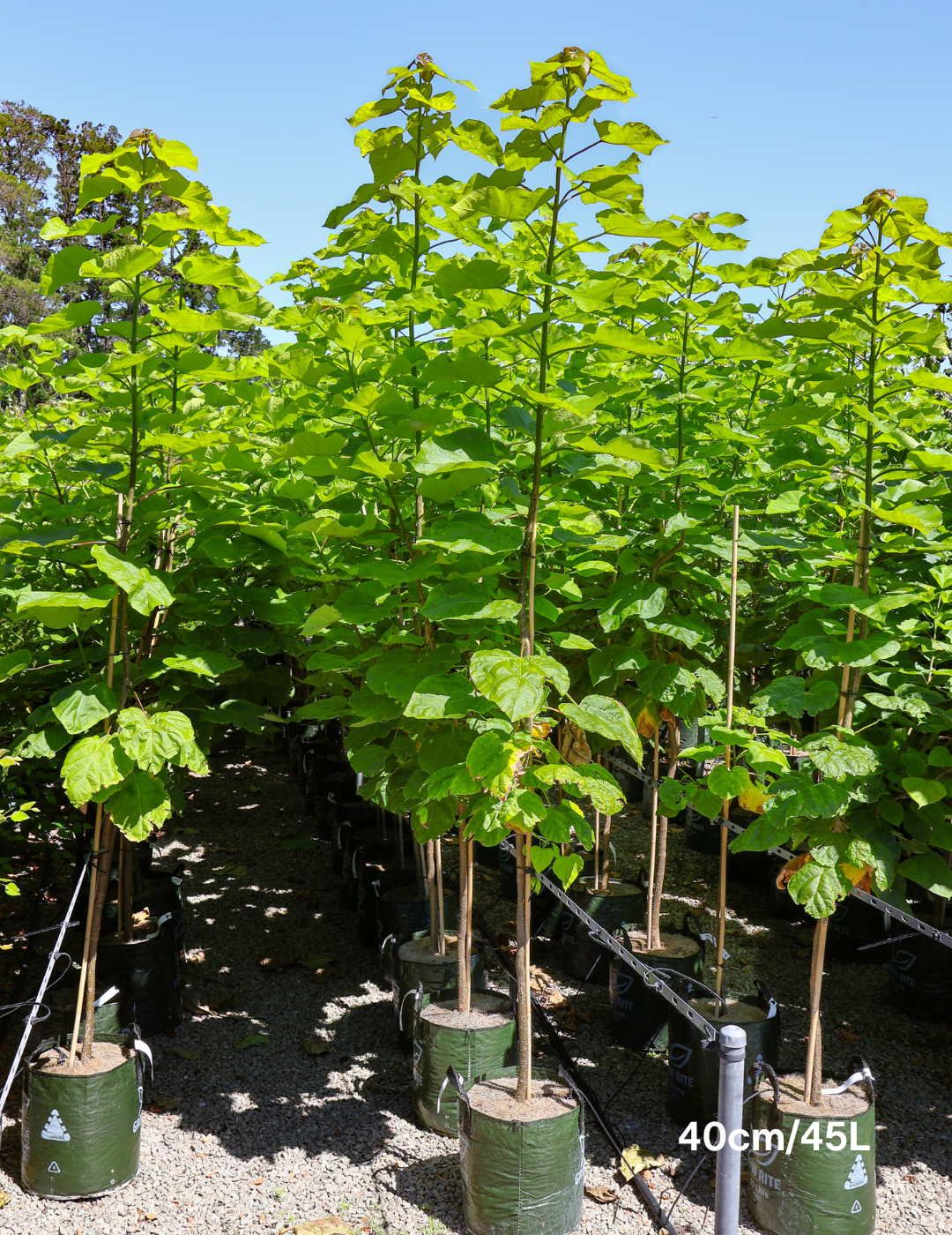 Catalpa Bignoides - Evergreen Trees Direct