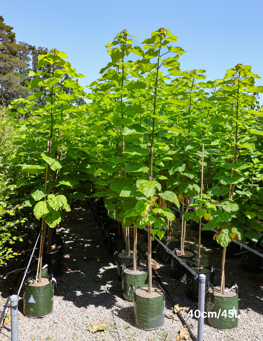 Catalpa Bignoides - Evergreen Trees Direct