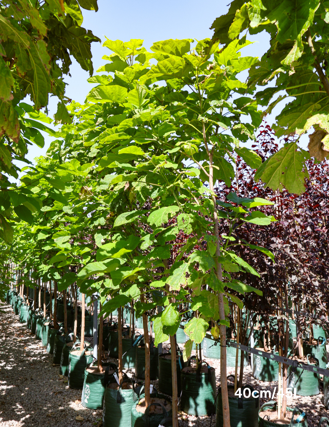 Catalpa Bignoides - Evergreen Trees Direct