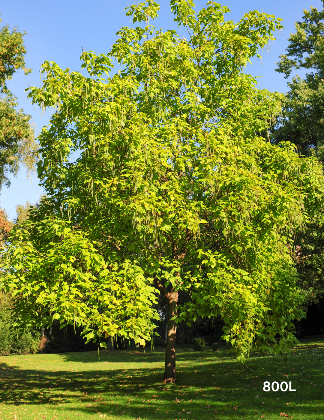 Catalpa Bignoides - Evergreen Trees Direct