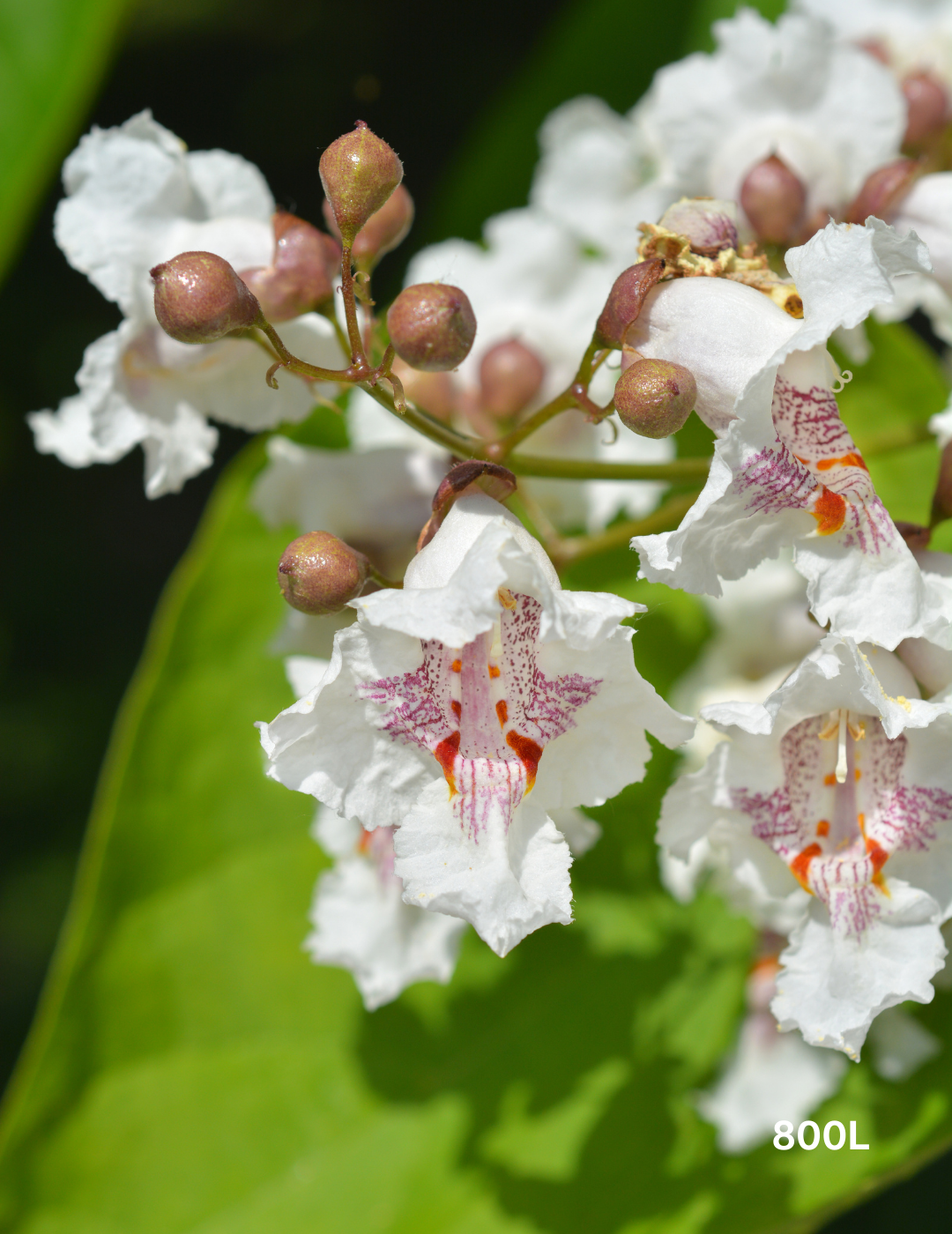 Catalpa Bignoides - Evergreen Trees Direct