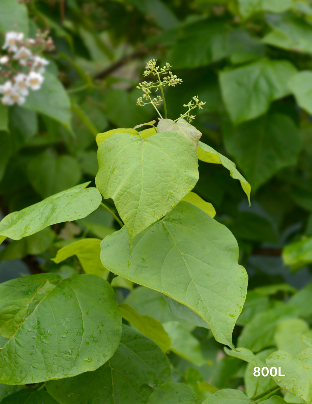 Catalpa Bignoides - Evergreen Trees Direct