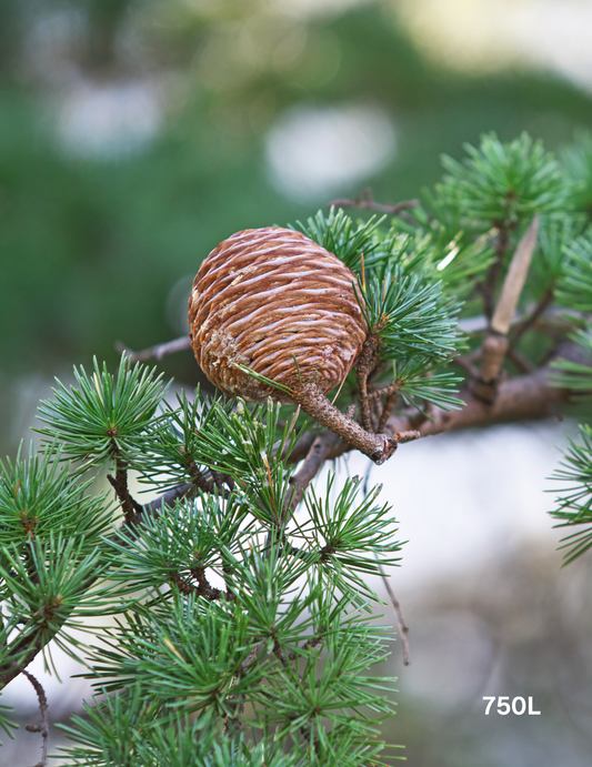 Cedrus deodara