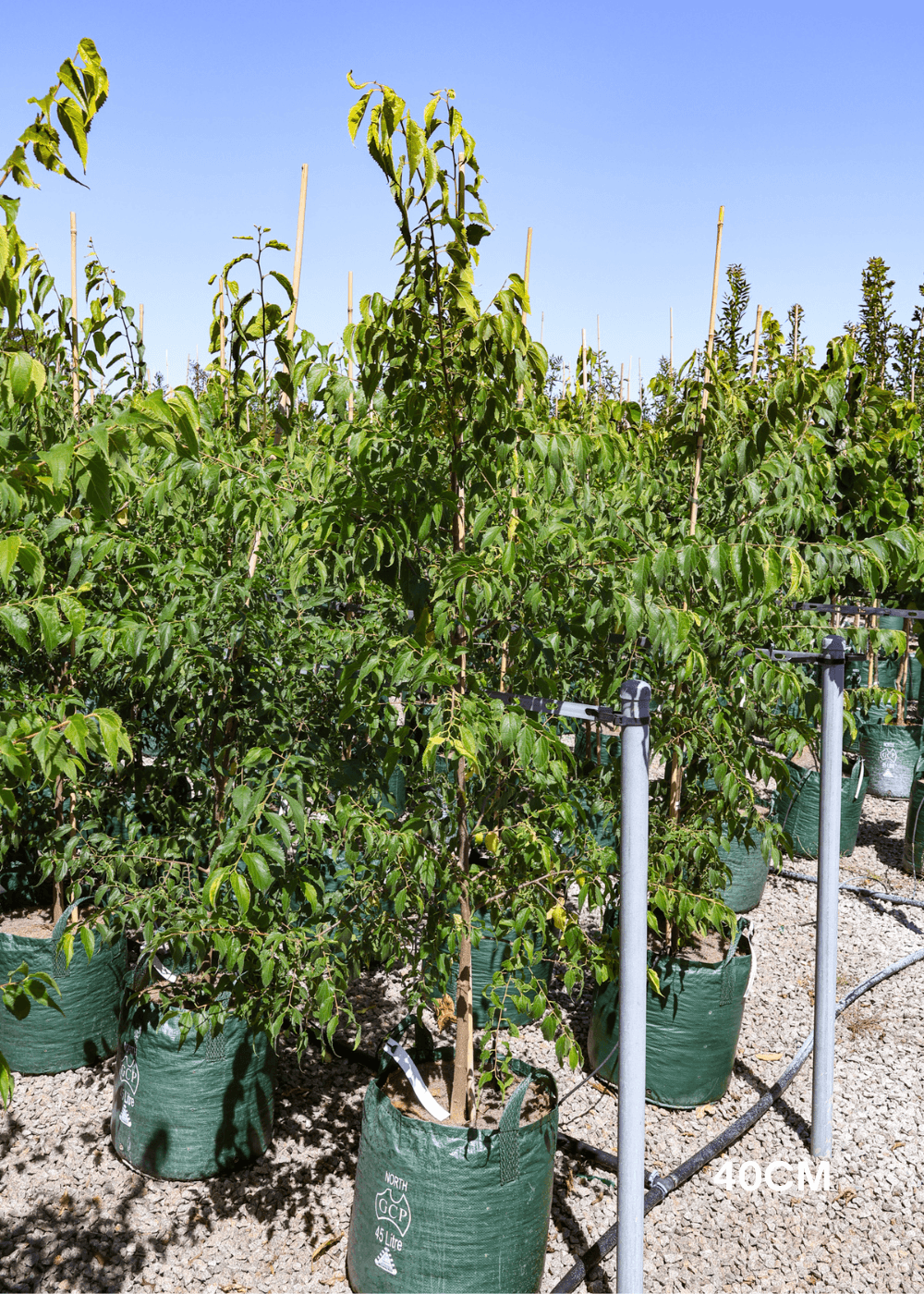 Celtis australis - Evergreen Trees Direct