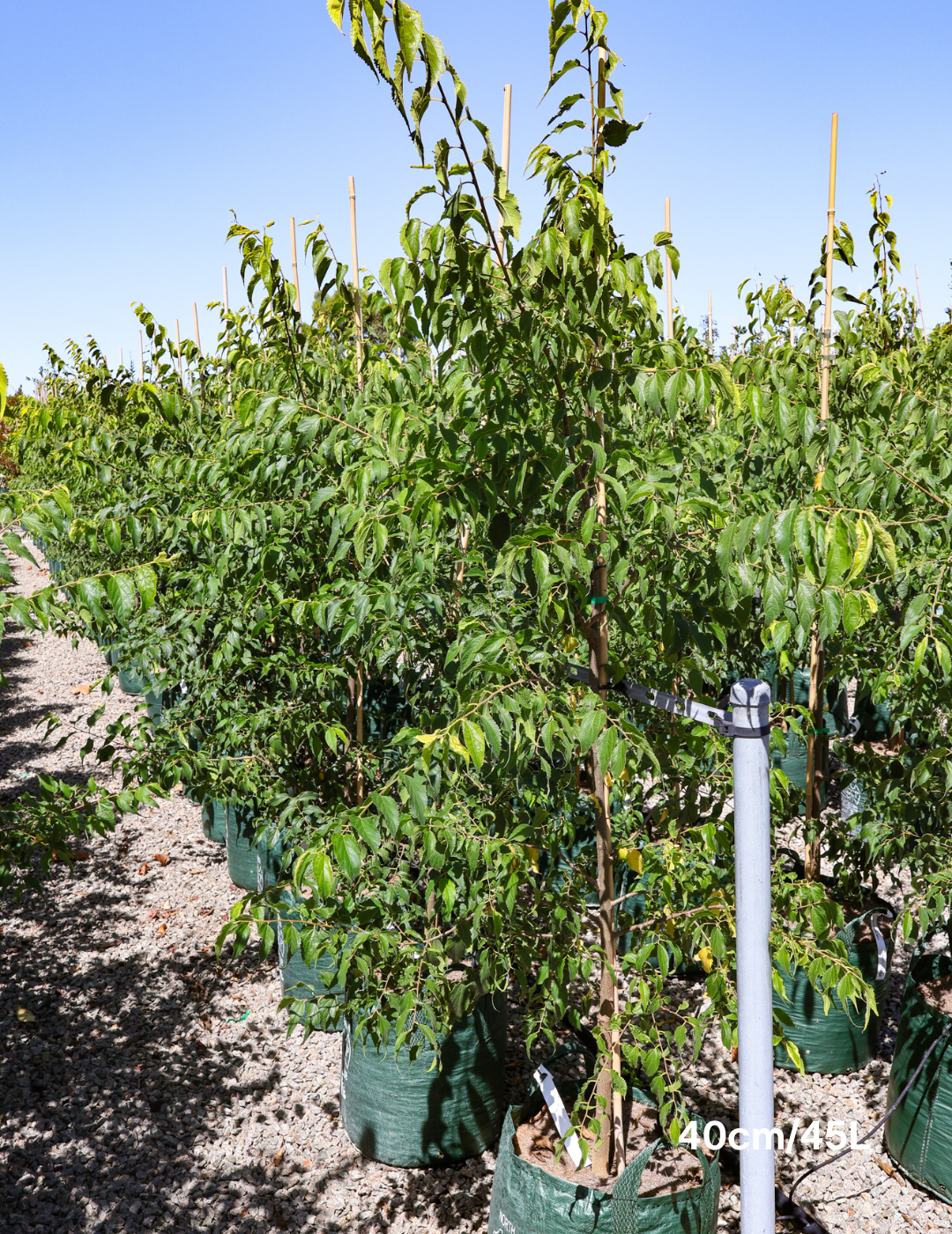 Celtis australis - Evergreen Trees Direct