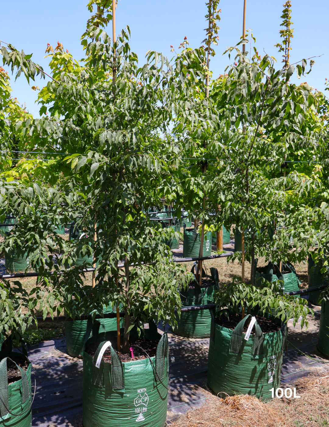 Celtis australis - Evergreen Trees Direct