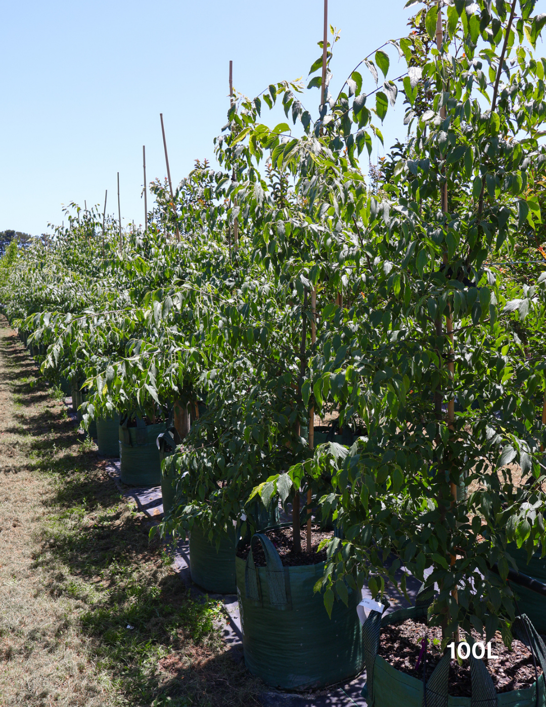 Celtis australis - Evergreen Trees Direct