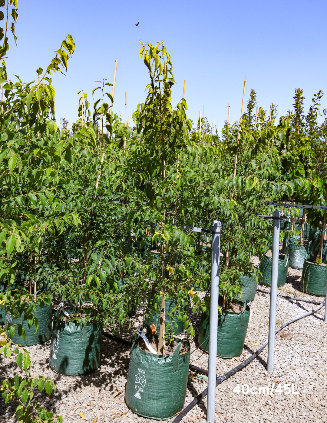 Celtis australis - Evergreen Trees Direct