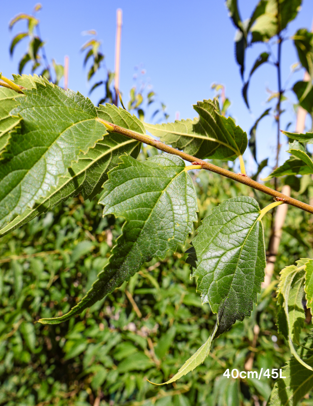 Celtis australis - Evergreen Trees Direct