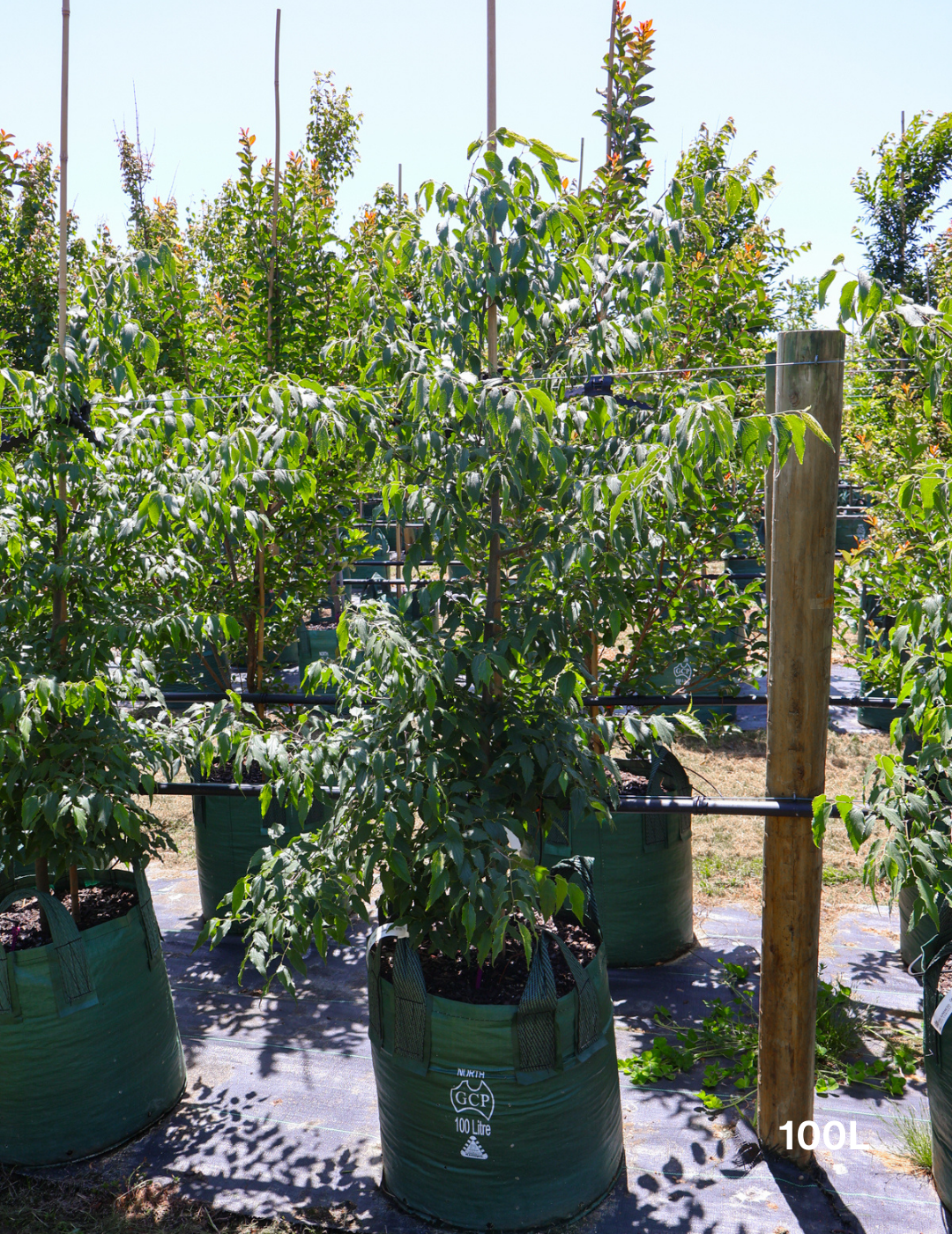 Celtis australis - Evergreen Trees Direct