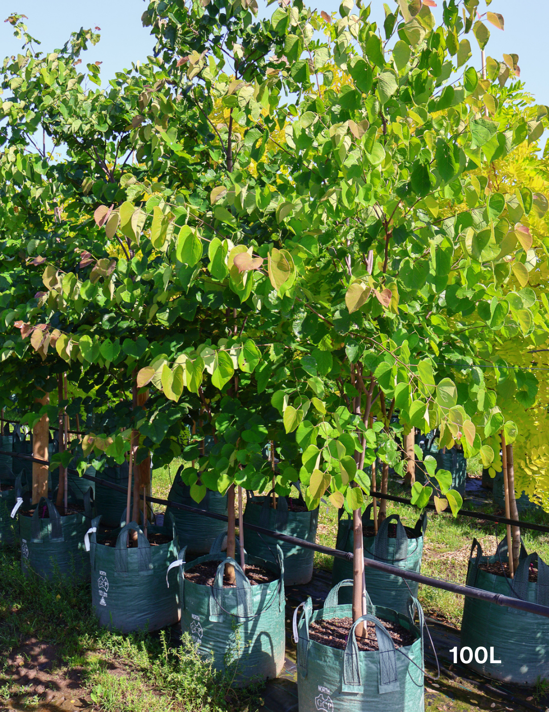 Cercis Chinensis - Evergreen Trees Direct