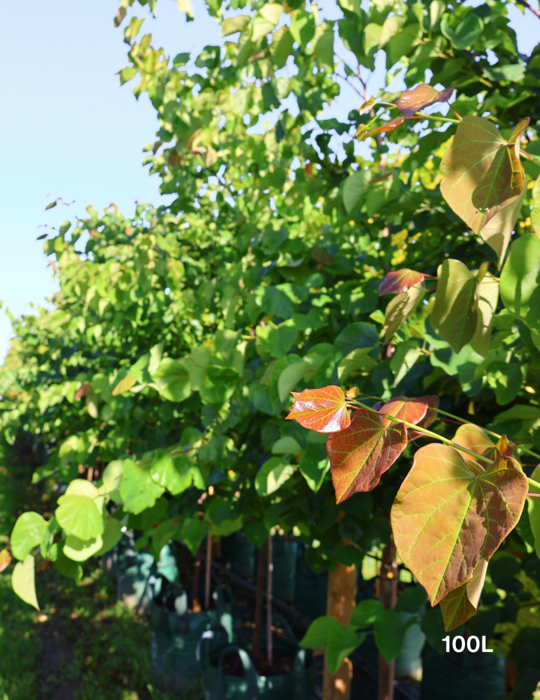 Cercis Chinensis - Evergreen Trees Direct