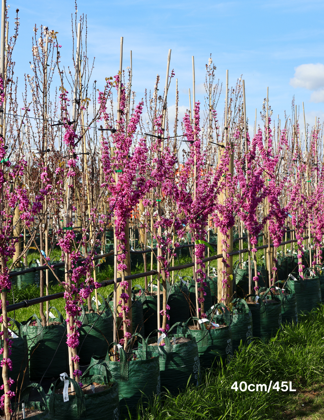 Cercis Chinensis - Evergreen Trees Direct