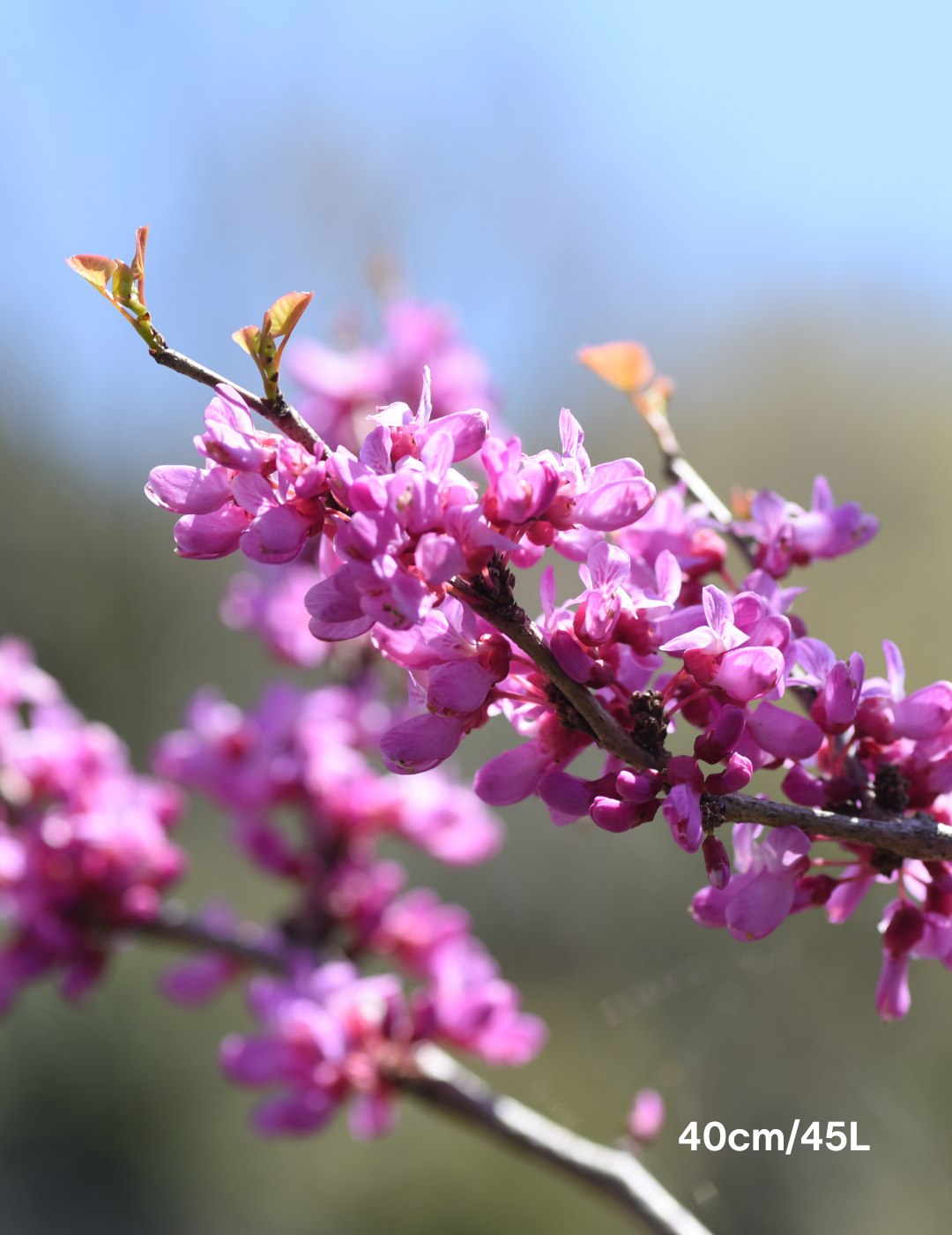 Cercis Chinensis - Evergreen Trees Direct