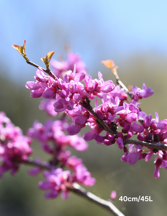 Cercis Chinensis