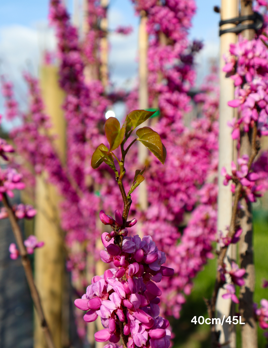 Cercis Chinensis - Evergreen Trees Direct