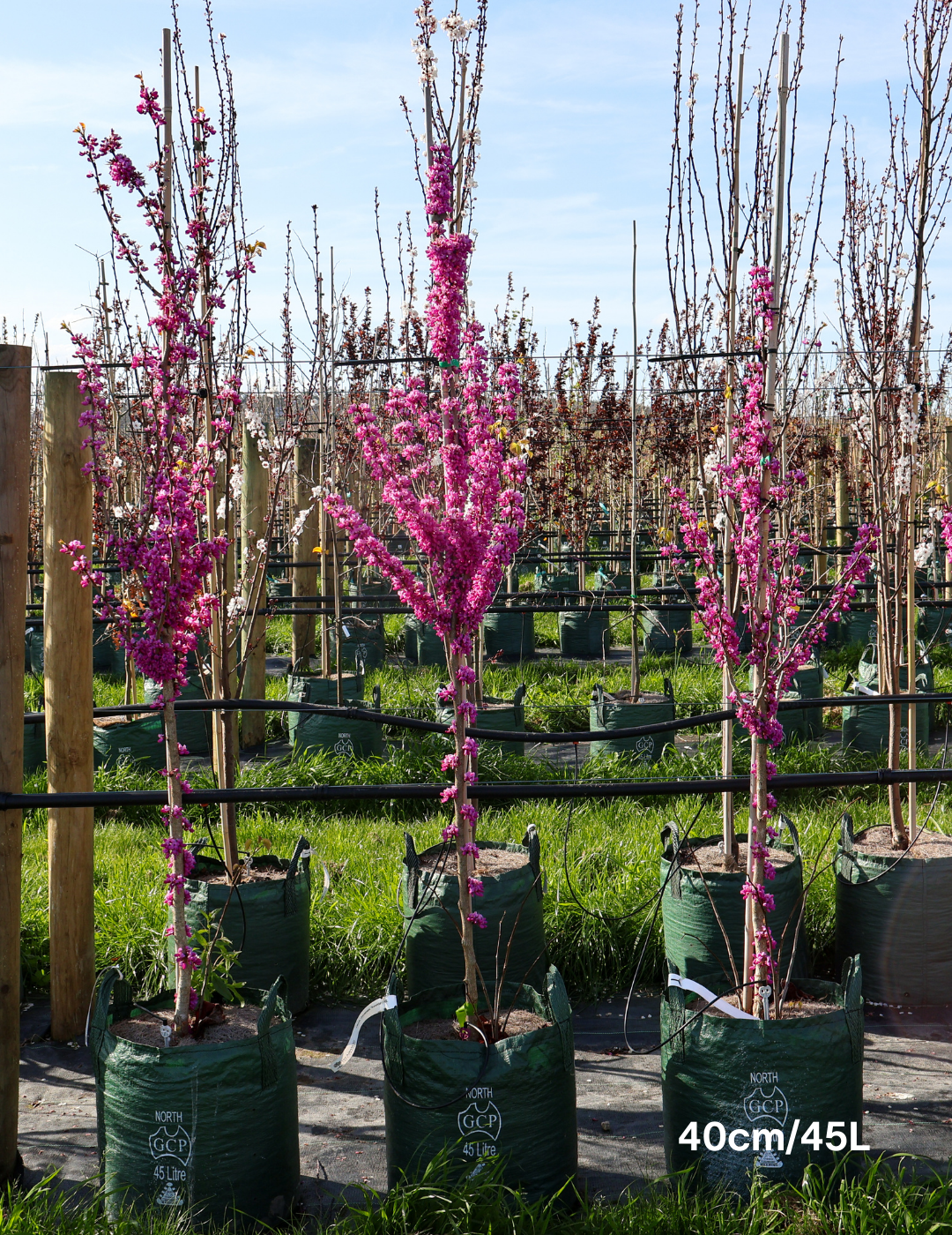 Cercis Chinensis - Evergreen Trees Direct