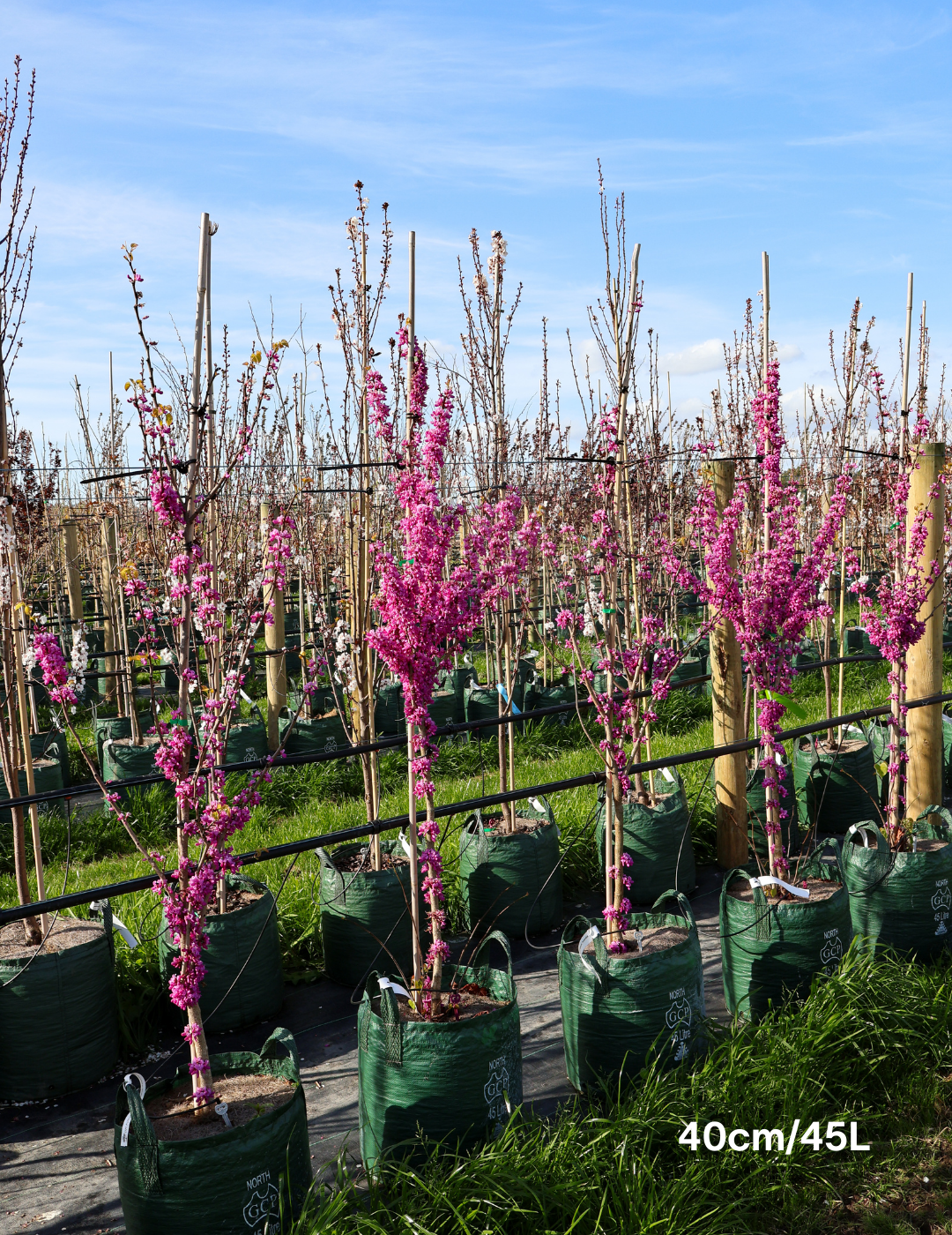 Cercis Chinensis - Evergreen Trees Direct