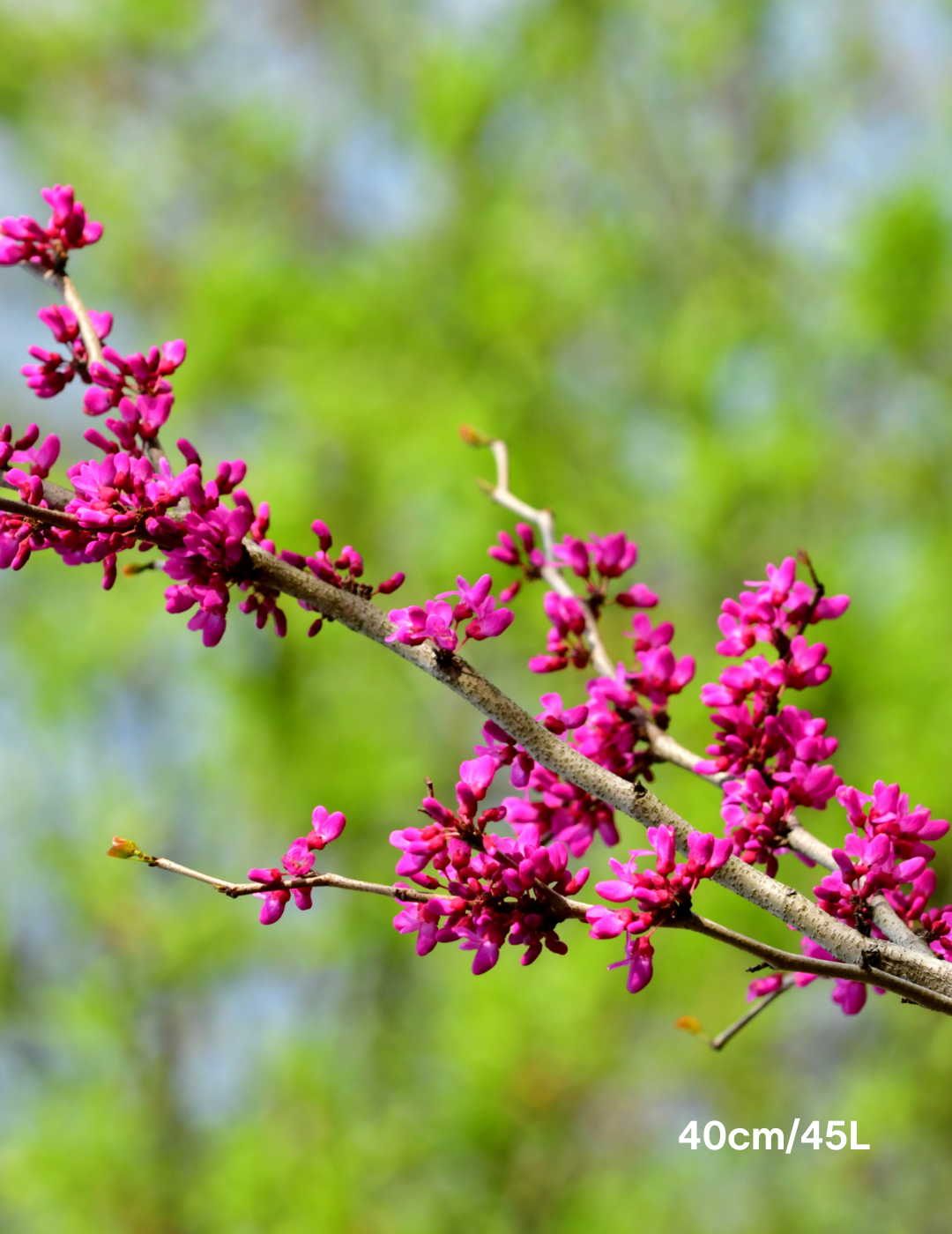 Cercis Chinensis - Evergreen Trees Direct