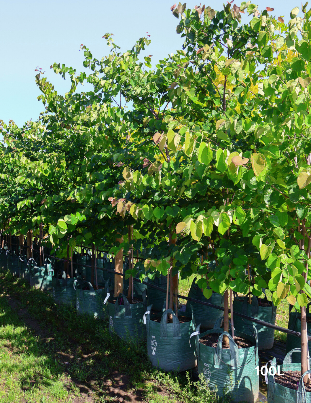 Cercis Chinensis 'Avondale'